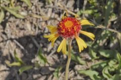 Gaillardia Aristata blooming at Lake Pueblo State Park, Colorado May 24, 2021