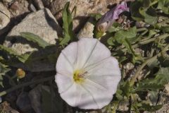 Field Bindweed blooming at Lake Pueblo State Park, Colorado May 24, 2021