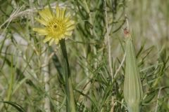 Salsify at Lake Pueblo State Park, Colorado May 25, 2021