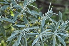 Russian Olive in bloom at Lake Pueblo State Park, Colorado May 27, 2021