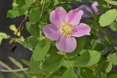 Nootka Rose in bloom at Lake Pueblo State Park, Colorado May 27, 2021