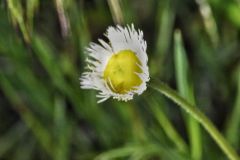 Philadelphia Fleabane at Lake Pueblo State park, Colorado May 29, 2021