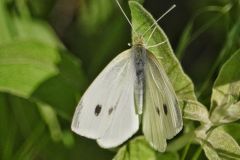 Cabbage Butterfly at Lake Pueblo State Park, Colorado June 4, 2021
