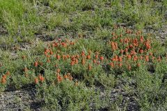 Scarlet Globemallow in bloom at Lake Pueblo State Park, Colorado June 4, 2021