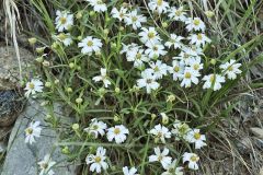 Blackfoot Daisy in bloom at Lake Pueblo State Park, Colorado June 5, 2021