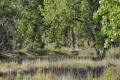 Late Spring Scenic at Lake Pueblo State Park, Colorado June 5, 2021