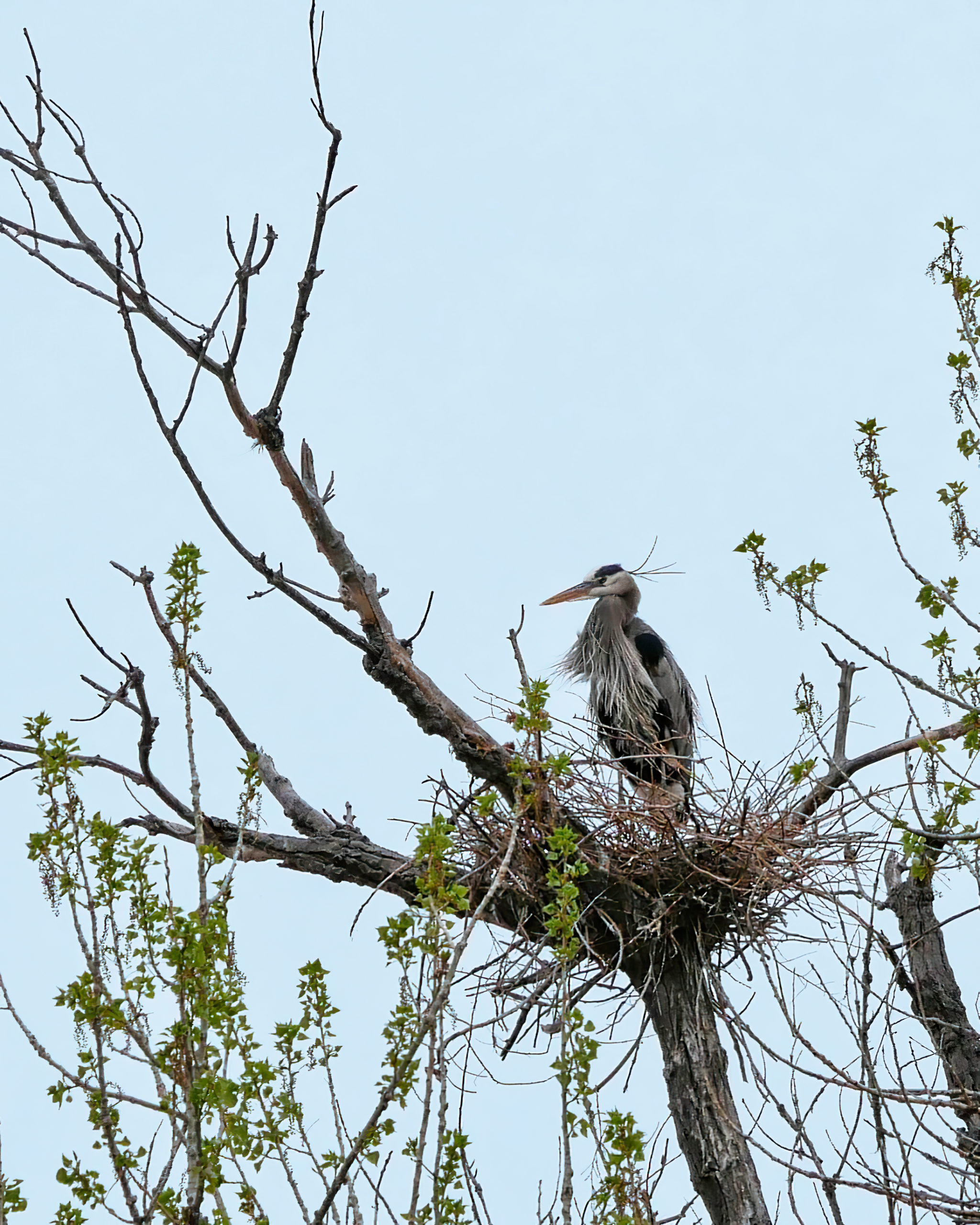 Birds of Lake Pueblo State Park – Hidden Southern Colorado