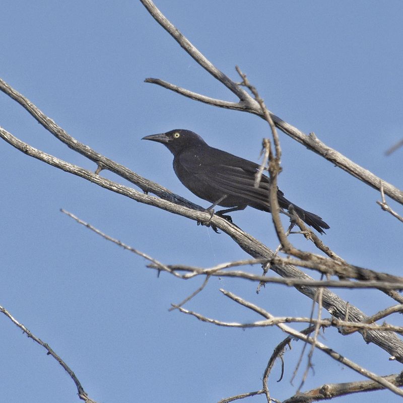 Common Grackle at Lake Pueblo State Park, Colorado – Hidden Southern ...