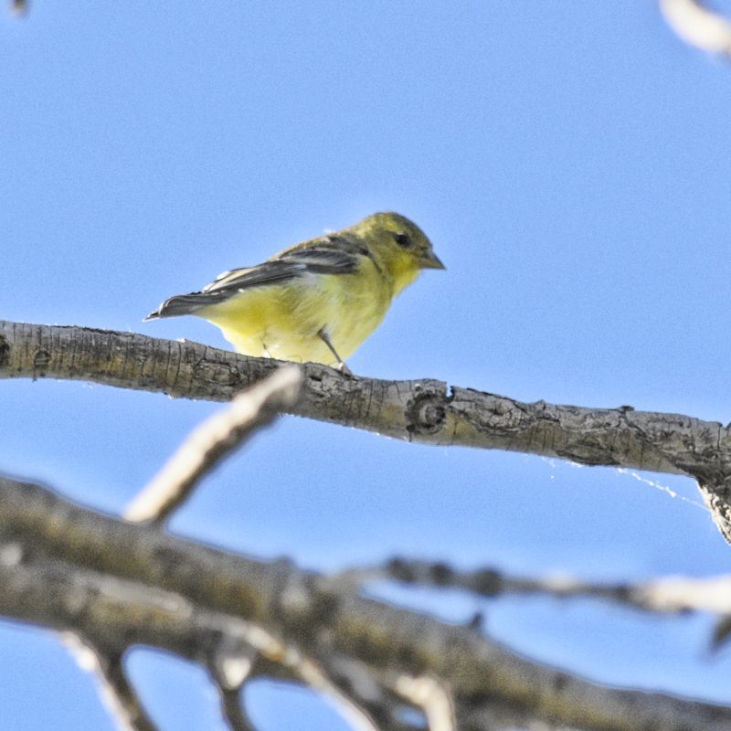 Yellow bird at Lake Pueblo State Park, Colorado – Hidden Southern Colorado